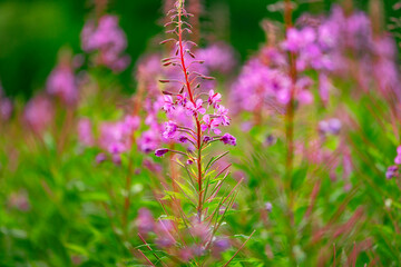 Close-up of a single vibrant pink wildflower surrounded by a lush field of blurred flowers and greenery