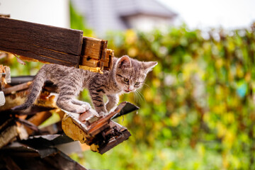 cat, kitten, cat session, garden