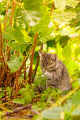 cat, kitten, cat session, garden © TomaszGwóźdźFoto