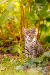 cat, kitten, cat session, garden © TomaszGwóźdźFoto