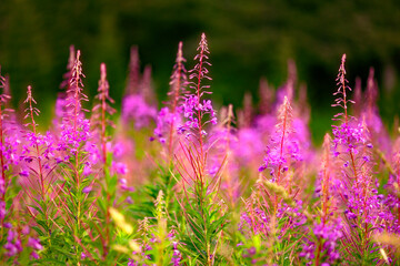 Field of vibrant pink wildflowers blooming in soft sunlight with blurred greenery in the background