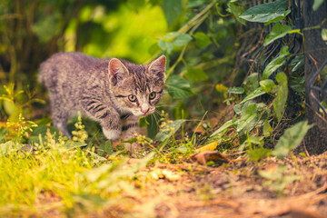 cat, kitten, cat session, garden © TomaszGwóźdźFoto