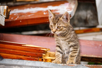 cat, kitten, cat session, garden © TomaszGwóźdźFoto