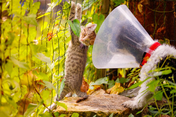 cat, kitten, cat session, garden © TomaszGwóźdźFoto