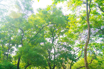 Green tropical rainforest in city park sun light