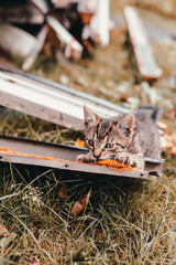cat, kitten, cat session, garden