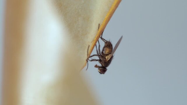 A mise-en-scene of death against the background of gray everyday life. The fly on the ribbon is the personification of helplessness in the face of inexorable fate.