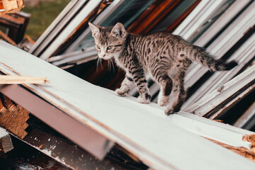 cat, kitten, cat session, garden © TomaszGwóźdźFoto