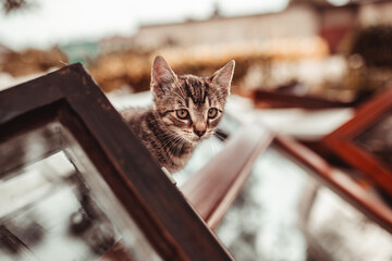 cat, kitten, cat session, garden © TomaszGwóźdźFoto