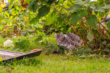 cat, kitten, cat session, garden