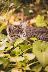cat, kitten, cat session, garden © TomaszGwóźdźFoto