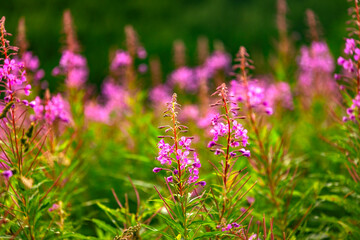 Field of vibrant pink wildflowers in full bloom with lush green foliage in the background