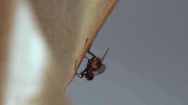The sticky tape on the gray wall is the arena of the fly's final battle for life. Its legs are frozen in a fruitless effort. close up