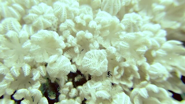 This stunning closeup photo reveals a vibrant coral reef in clear waters, showcasing the rich biodiversity of this thriving marine ecosystem and offering a glimpse into the amazing underwater world