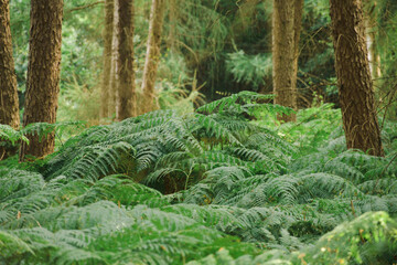 Fern in the forest during summer