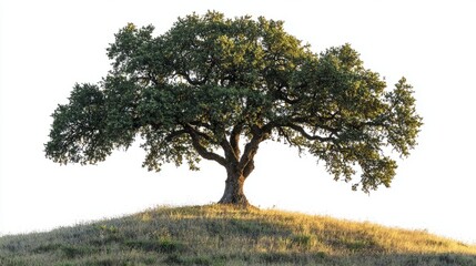 A high-resolution image of a rare Cork Oak (Quercus suber) sapling, isolated on a white background