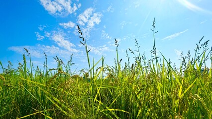 grass and sky