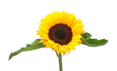 Obraz premium One beautiful sunflower with bright petals isolated on white