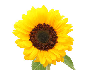 Fototapeta premium One beautiful sunflower with bright petals isolated on white