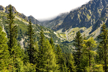 Mountain landscape with evergreen trees in the foreground and rocky peaks partially covered in mist in the background