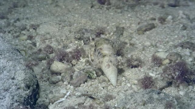 Underwater footage captures sandy sea floor teeming with marine life, showcasing prominent cone-shaped shell amidst scattered sea plants. It is resource for marine biology and oceanography research