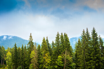 Beautiful picturesque mountain panoramic landscape with spruce tree tops and mountain peaks on a clear day.