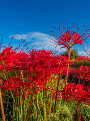 秋の青空と彼岸花