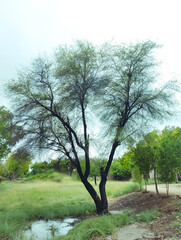 A lone solitary keekar tree standing amidst tall grass in a lush meadow single acacia babool kikar...