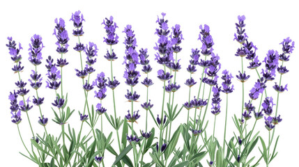 Obraz premium Lavender Isolated on White PNG with Transparent Background