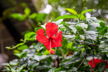 Red hibiscus flower on a green background. In the tropical garden