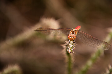 dragonfly on a blade of grass