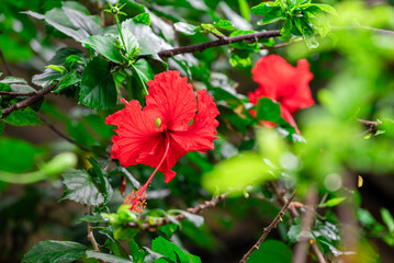 Red hibiscus flower on a green background. In the tropical garden