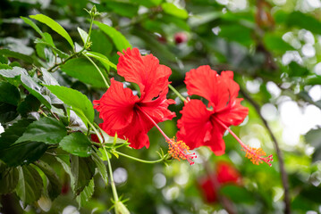 Red hibiscus flower on a green background. In the tropical garden © Kiran