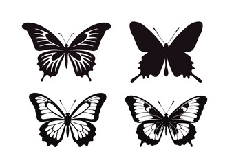 butterfly_20240818