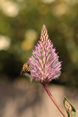 l'abeille qui butine