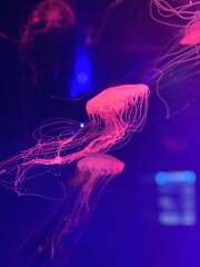  Jellyfish in aquarium.