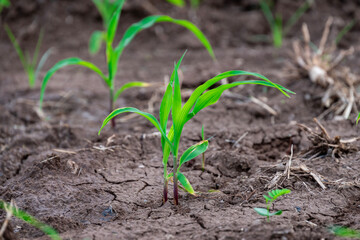 Young corn plants growing on the field, corn farm