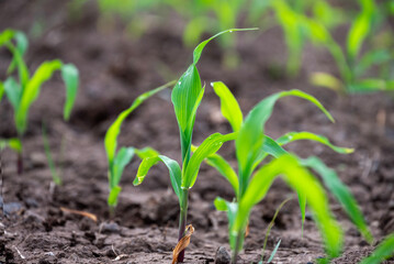Young corn plants growing on the field, corn farm