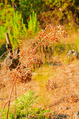 Dry plants illuminated by the sun in the forest