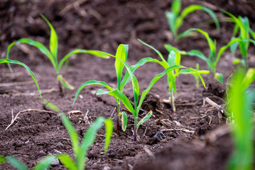 Young corn plants growing on the field, corn farm