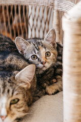 Kitten cuddling with Father cat & looking at camera