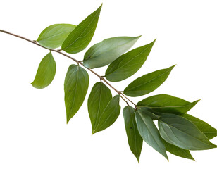 Botanical branch and leaves. Generative AI.