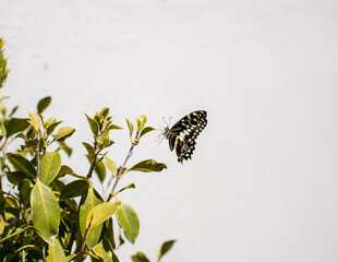 Butterfly flying around green plants