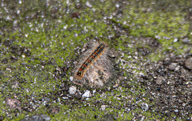 caterpillar walking on the wall