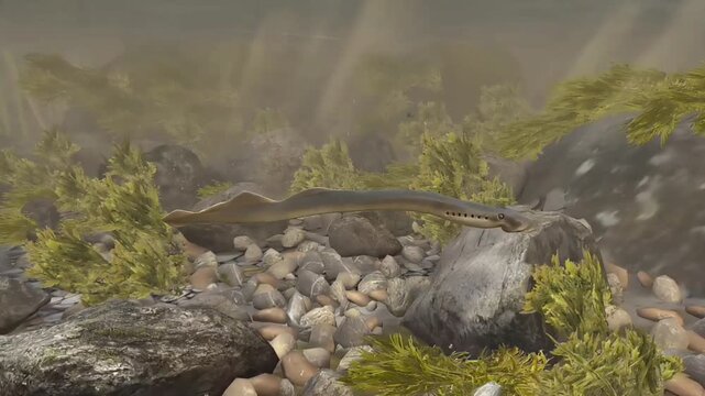 European river lamprey lifestyle