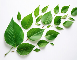 Fototapeta premium Vibrant green leaves isolated on white background. Flat lay, top view.