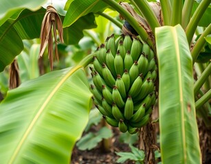Isolated Fresh Flower on Transparent Background for Urban Gardening