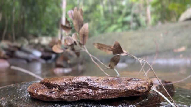 Stone podium Setting in The River with natural jungle background, peaceful view and sound