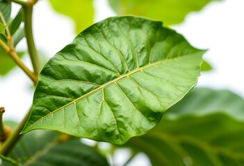 Detailed Tropical Foliage in Natural Colors