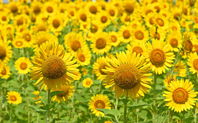 Naklejka premium 画面いっぱいのひまわり